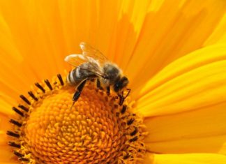 ¿Por qué no debes matar a las abejas?