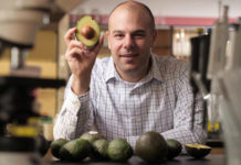 Descubren las propiedades anticancerígenas del aguacate