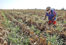 Poco el daño de la tormentas de Reynosa y N. Laredo al área rural