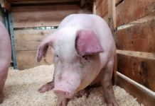 Descubren que cerdos, ratones y ratas pueden respirar a través de sus intestinos