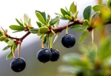 Las maravillosas propiedades de los frutos patagónicos que la ciencia recién ahora está descubriendo