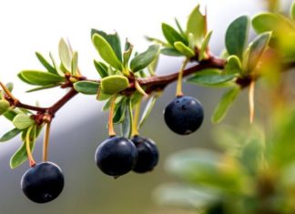 Las maravillosas propiedades de los frutos patagónicos que la ciencia recién ahora está descubriendo