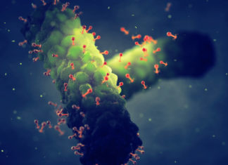 Científicos descubren que el enigmático ‘genoma Z’ está presente en más virus de lo que se pensaba