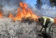Programas fallidos y recortes presupuestales agravan reforestación ante incendios