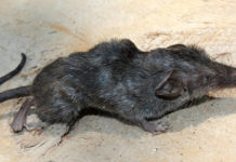 Descubren una nueva especie de musaraña en una isla volcánica de la India, el primer hallazgo de este tipo en más de 40 años