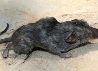 Descubren una nueva especie de musaraña en una isla volcánica de la India, el primer hallazgo de este tipo en más de 40 años