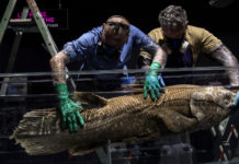 Peces relictos de hace 420 millones de años caen en redes mortales cerca de las costas de Madagascar