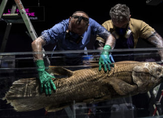 Peces relictos de hace 420 millones de años caen en redes mortales cerca de las costas de Madagascar