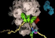 Encuentran “el talón de Aquiles del coronavirus”, que permitiría reducir la replicación viral en las células infectadas
