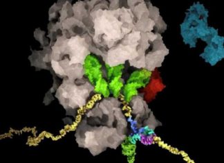 Encuentran “el talón de Aquiles del coronavirus”, que permitiría reducir la replicación viral en las células infectadas
