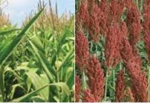 Se registra buen precio la tonelada de sorgo y maíz