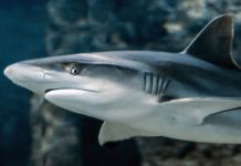 Tiburones se orientan con los campos magnéticos de la Tierra