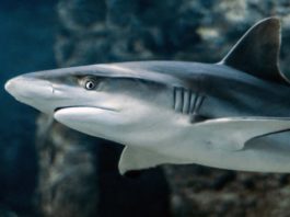 Tiburones se orientan con los campos magnéticos de la Tierra