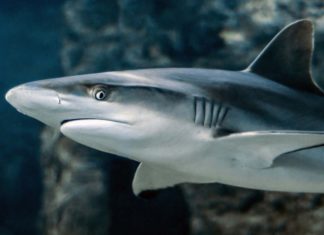 Tiburones se orientan con los campos magnéticos de la Tierra