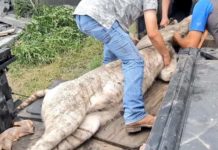 Capturan un Tigre Blanco en Ejido El Galaneño.