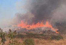 Reportan 3 mil reportes para el retiro de ramas y árboles tirados por tromba