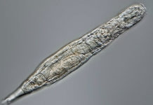 Descubren un diminuto animal que sobrevivió 24.000 años congelado en el permafrost siberiano