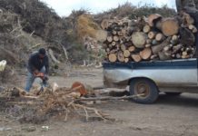 Hacen leña del árbolcaído para hacer carbón y ladrillos