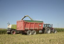 Esperanza de buena cosecha tienen los agricultor al iniciar trilla de sorgo