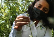 Gobierno de Tamaulipas reforestará zona costera con mangle negro