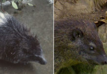 Descubren una nueva especie de mamífero en África gracias al inquietante ‘ladrido’ nocturno que produce (VIDEO, AUDIO)