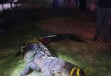 Cocodrilo que atacó y dio muerte a mujer está a resguardo de PROFEPA y Ecología