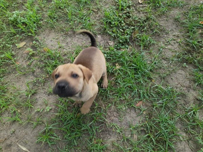cachorro