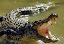 Aparecen cocodrilos en río de ciudad Victoria