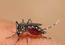 Dengue al acecho, lluvias generadoras de mosquitos