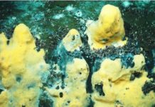 Descubren una colonia de bacterias marinas capaces de ‘devorar’ metano a niveles nunca antes vistos