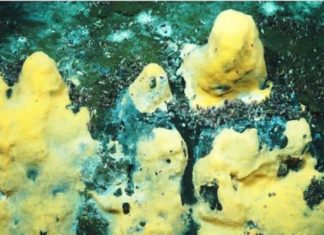 Descubren una colonia de bacterias marinas capaces de ‘devorar’ metano a niveles nunca antes vistos