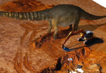 Descubren los restos del dinosaurio más grande de Australia y uno de los de mayor tamaño del mundo