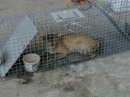 Atrapan a gato montés en patio de industria