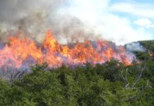 Por ley, los 43 Ayuntamientos deben prevenir incendios forestales