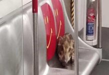 Jabalí bebé se sube al metro en Hong Kong y pasea por los vagones