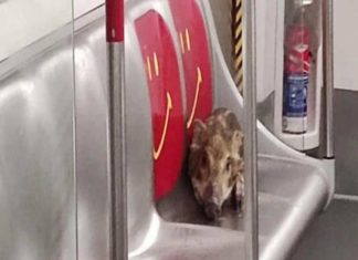 Jabalí bebé se sube al metro en Hong Kong y pasea por los vagones