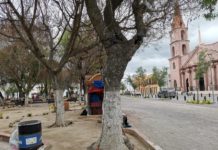 Reforesta Espacios Públicos áreas verdes tras helada en febrero.