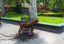 Abandonan perro en la Plaza de Armas, lo dejan atado a cesto de basura