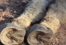Rayo mata a burro mientras iba montado por su jinete
