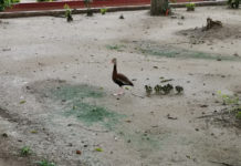 Nacen 34 patos silvestres en la plaza principal de Matamoros
