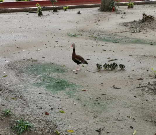 Nacen 34 patos silvestres en la plaza principal de Matamoros