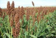 Lluvia frenó la trilla de sorgo