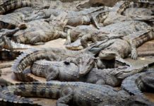 Tamaulipas no sabe qué hacer con tantos cocodrilos