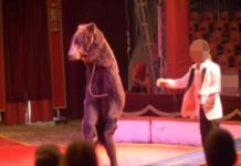 Oso que vivió por años enjaulado enloquece al jugar en la nieve por primera vez