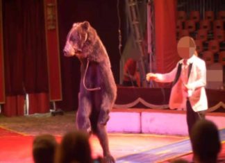 Oso que vivió por años enjaulado enloquece al jugar en la nieve por primera vez