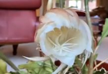 Este espectáculo solo sucede una vez al año… ¡dicen que trae buena suerte!