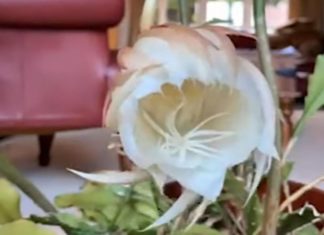 Este espectáculo solo sucede una vez al año… ¡dicen que trae buena suerte!