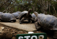 Un estudio revela resistencia a antibióticos en tortugas gigantes de las islas Galápagos