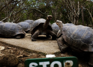 Un estudio revela resistencia a antibióticos en tortugas gigantes de las islas Galápagos