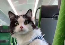 Gato viaja cinco horas en tren y su dueña graba todo el recorrido